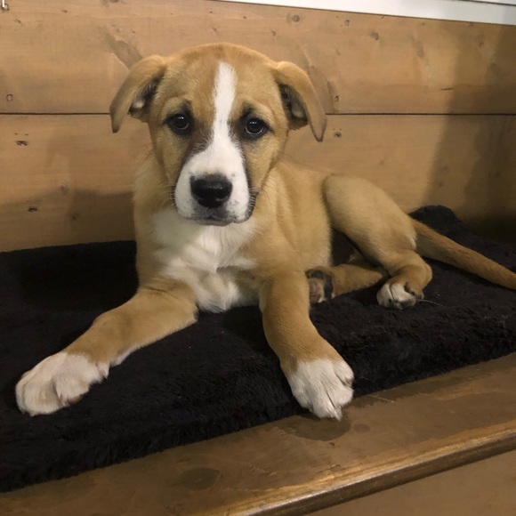 Meet your Posher, Brielle - Picture 1 of 1